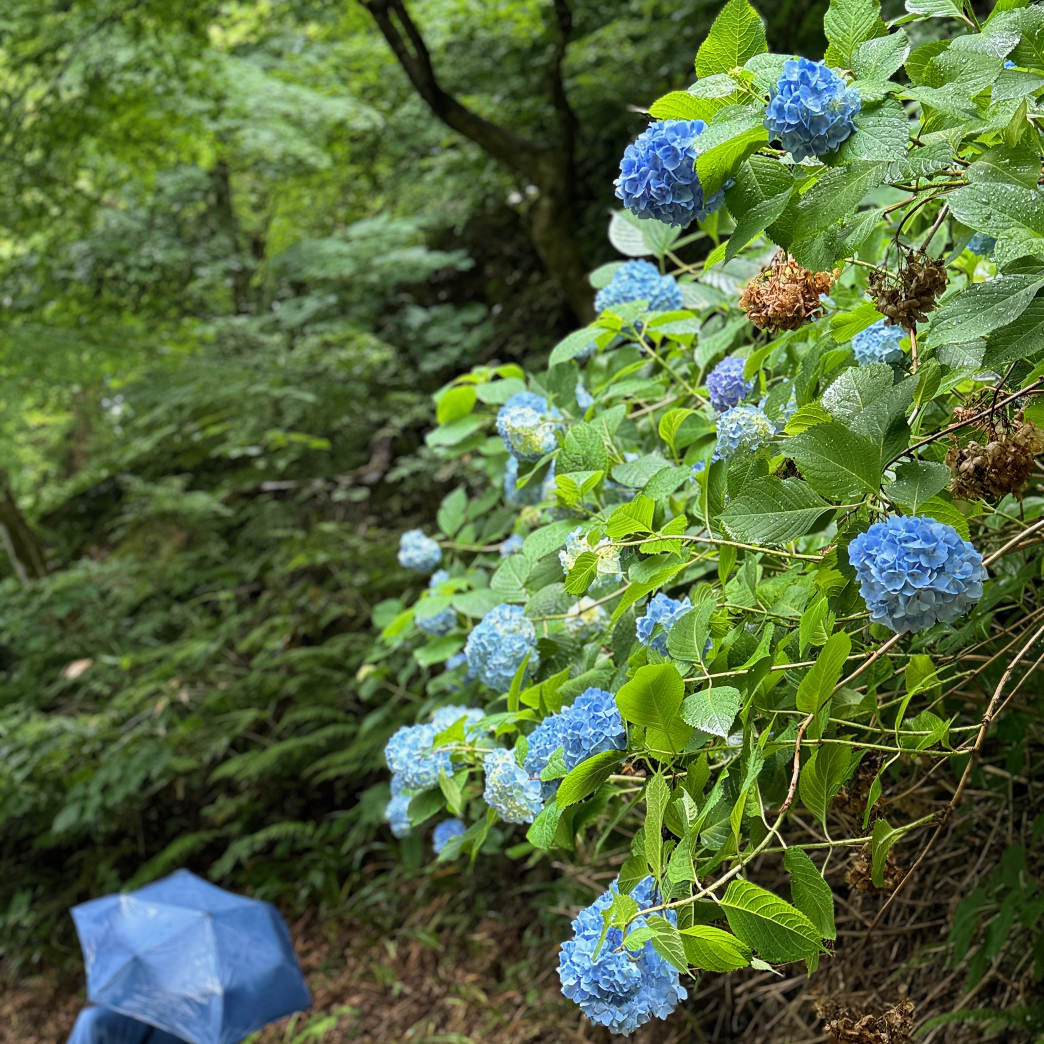 雨の日のアジサイ！