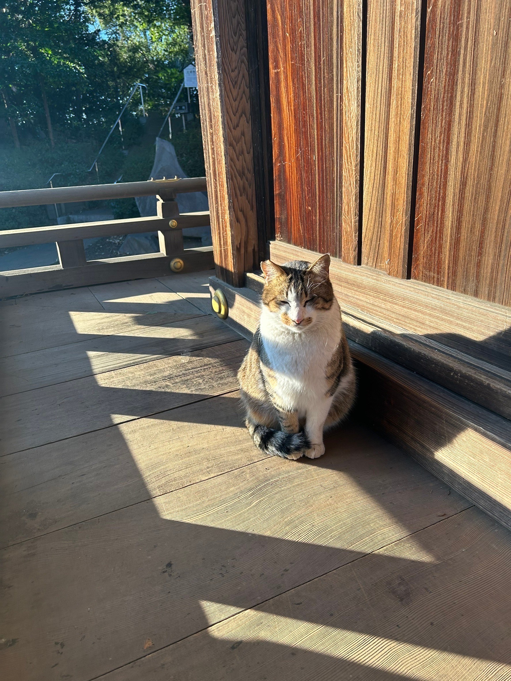 神社で出会った猫ちゃん